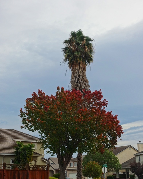 trees, park, red leaves, palm