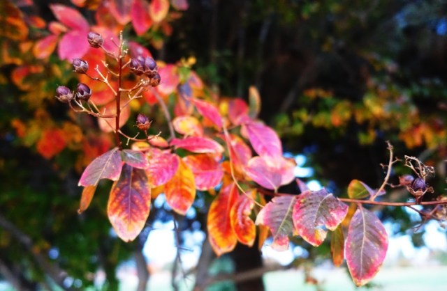 saturday afternoon walk, red leaves, fall