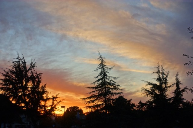 sunset, winter, park