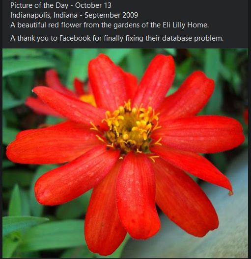 eli lilly home gardens, red flower, picture of the day