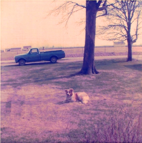 Dog, collie, Ottumwa, blue truck