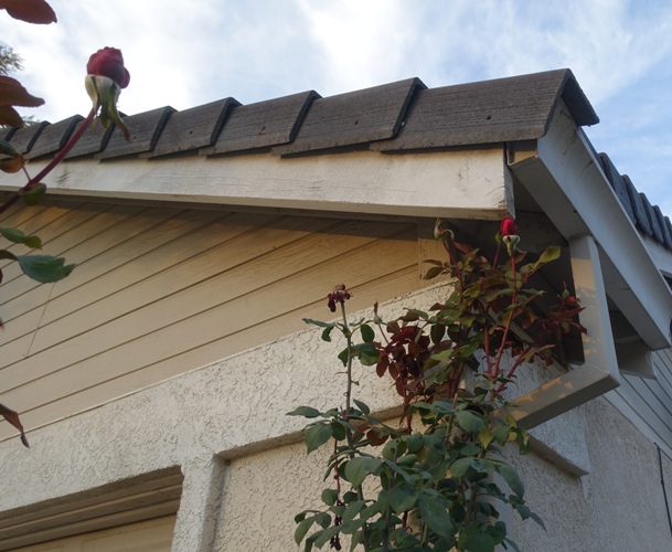 red roses, Mister lincoln rose, tall roses, eaves