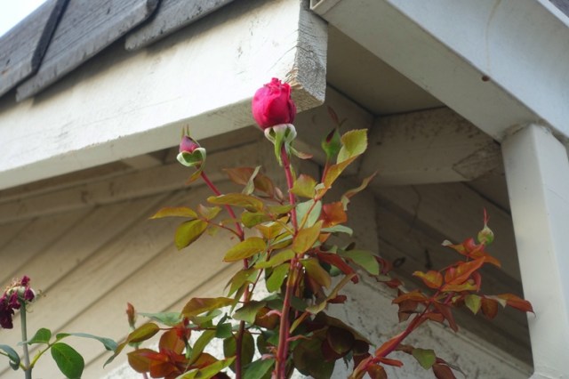 red roses, Mister lincoln rose, tall roses, eaves