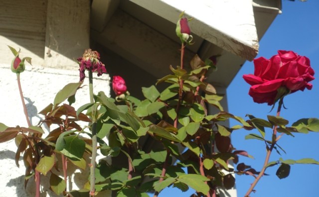 red roses, Mister lincoln rose, tall roses, eaves