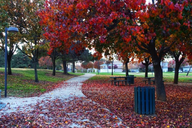 fall, leaves, leaves on sidewalk,, red leaves, autumn