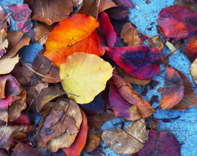 fall, leaves, leaves on sidewalk,, red leaves, autumn