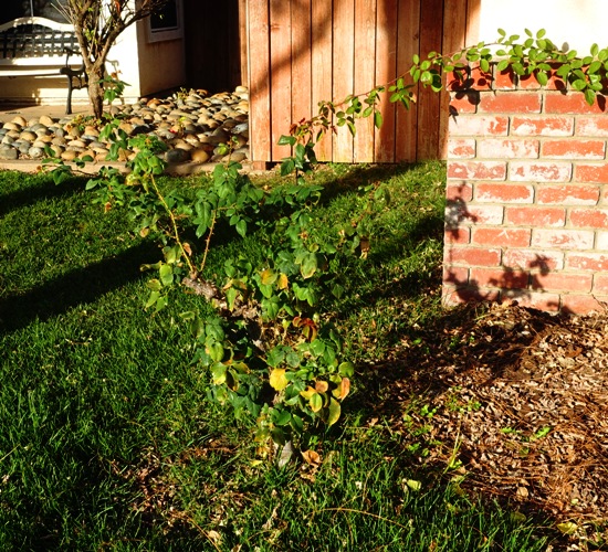 pruning, roses, when to prune, rose buds, roses, yard work