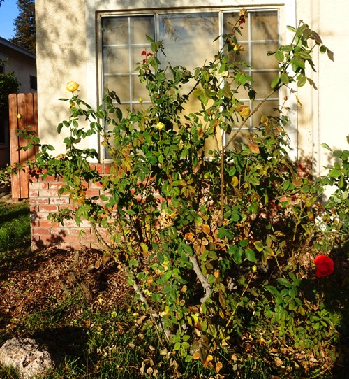 pruning, roses, when to prune, rose buds, roses, yard work