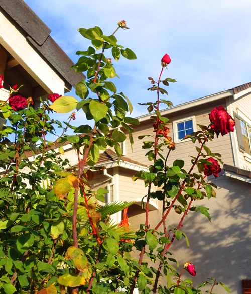pruning, roses, when to prune, rose buds, roses, yard work