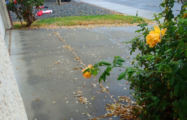 ranindrops on roses, sound of music, roses, leaves, raindrops