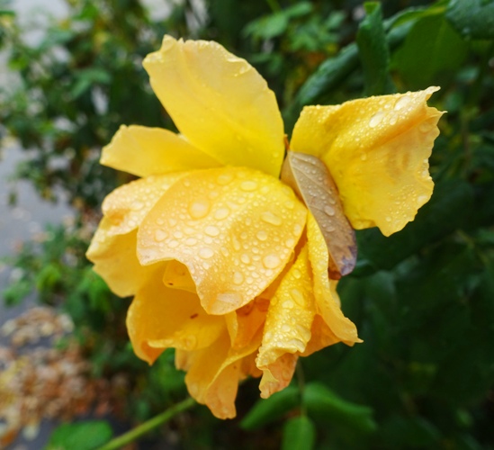 ranindrops on roses, sound of music, roses, leaves, raindrops