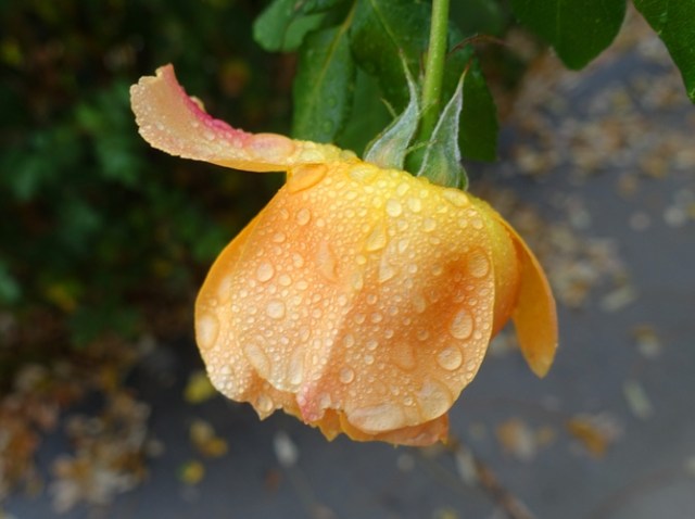 ranindrops on roses, sound of music, roses, leaves, raindrops
