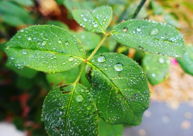 ranindrops on roses, sound of music, roses, leaves, raindrops