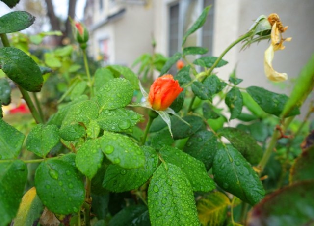 ranindrops on roses, sound of music, roses, leaves, raindrops