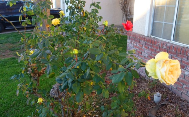 rose bushes, last roses, pruning time