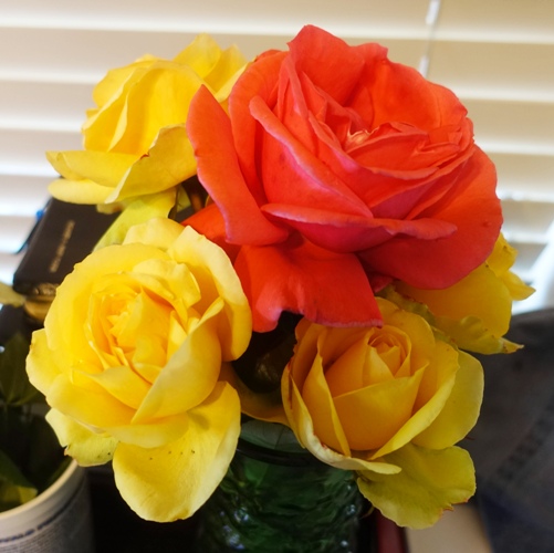 rose bushes, pruning, yellow roses, flower arrangement