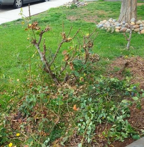 pruning rose bushes, last blooms