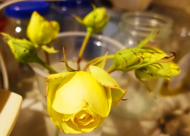 yellow rose buds, will they open, roses