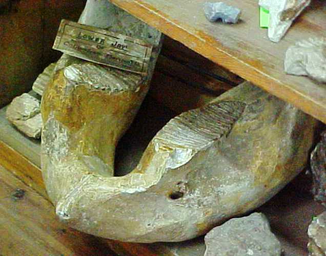 kenton, oklahoma, mercantile, bones, mastadon