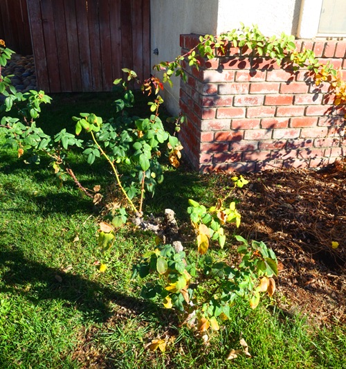 pruning, rose bushes, january roses, yard work