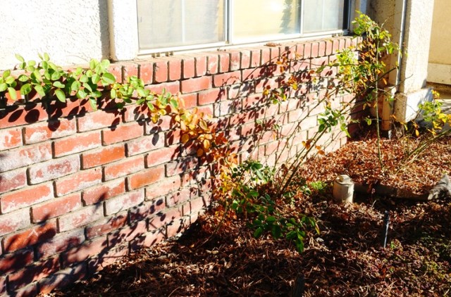 pruning, rose bushes, january roses, yard work