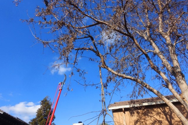 back yard, tree trimming, saws, ladders yard work