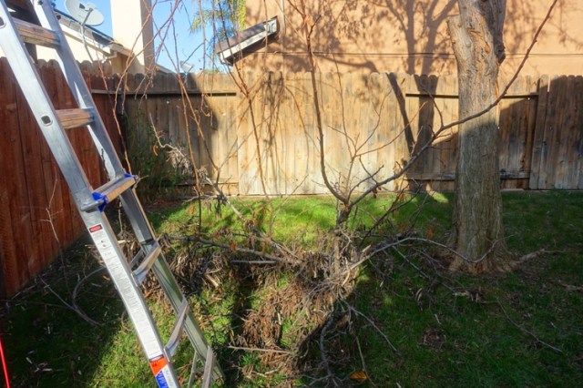 back yard, tree trimming, saws, ladders yard work