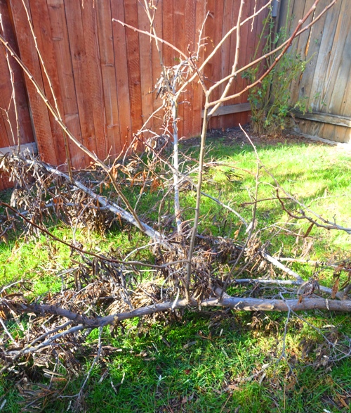 back yard, tree trimming, saws, ladders yard work