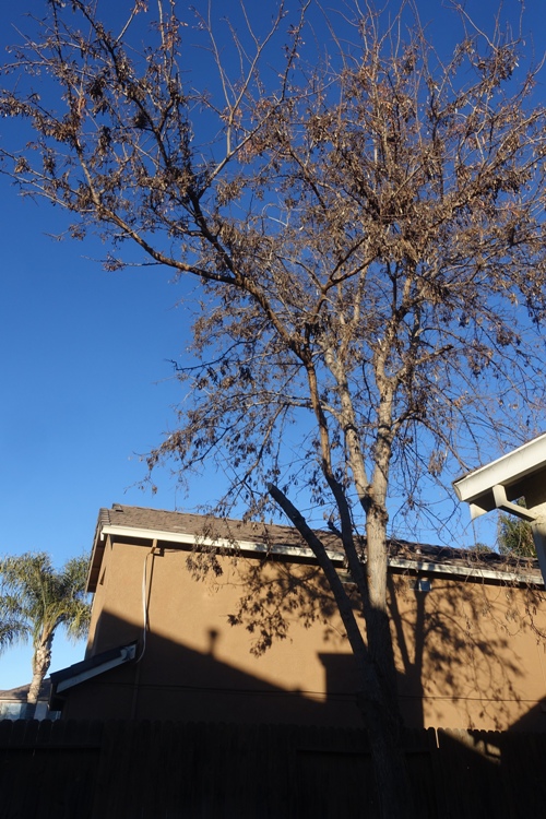 Yard work, limb, tree trimming, limbs, trees