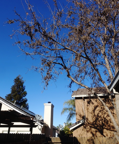 Yard work, limb, tree trimming, limbs, trees