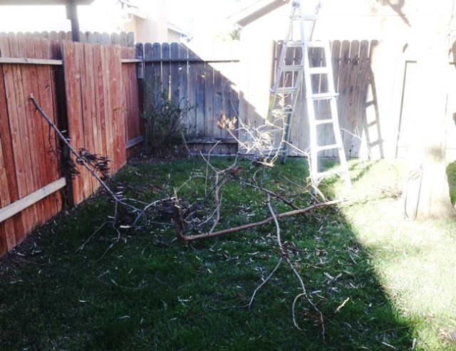 Yard work, limb, tree trimming, limbs, trees