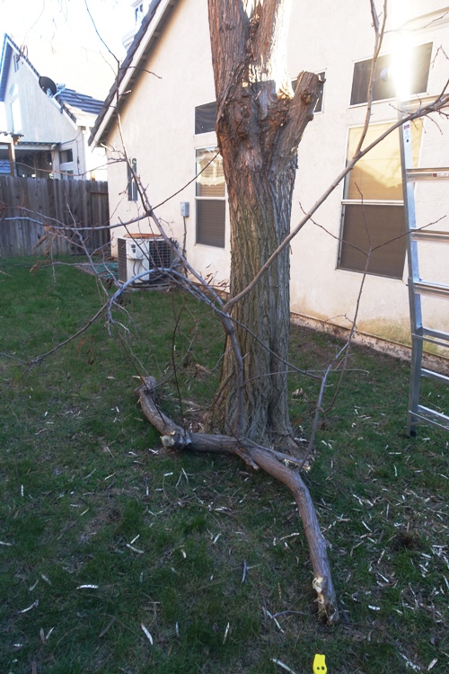 Yard work, limb, tree trimming, limbs, trees