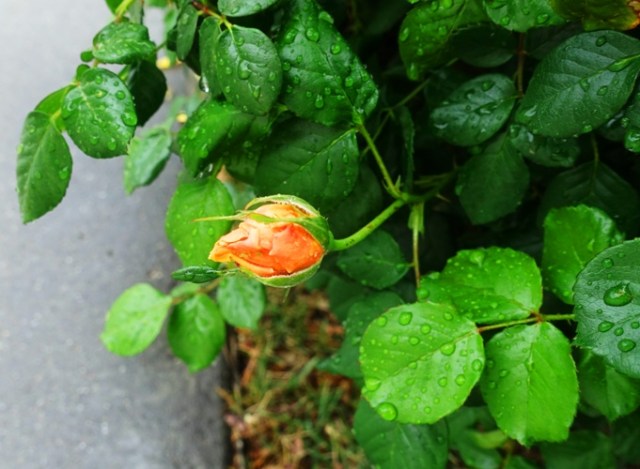 roses, spring, dandelions, new growth, renewal