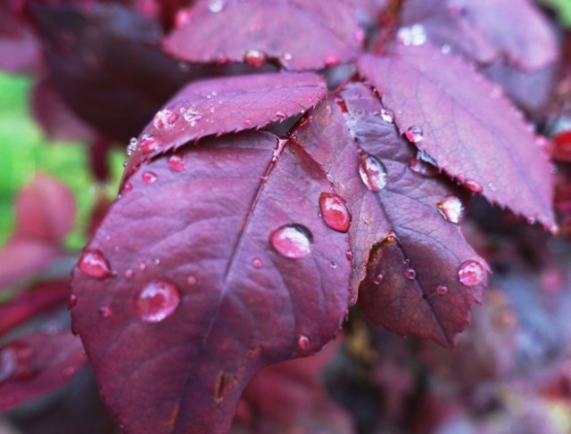 roses, spring, dandelions, new growth, renewal