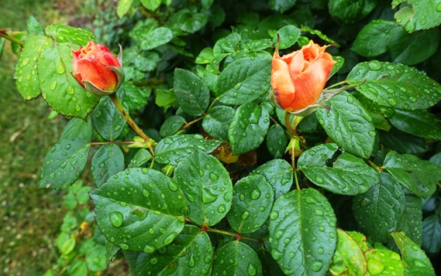 roses, spring, dandelions, new growth, renewal