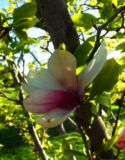 Sunday Walk, Spring, nice weather, roses, trees