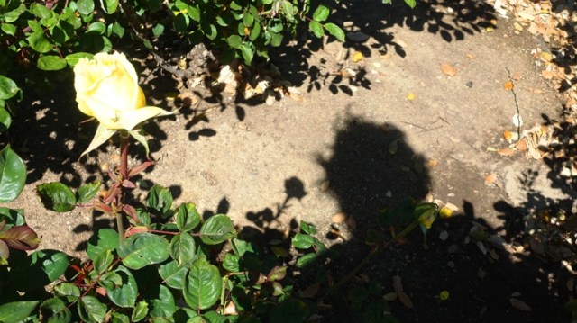 library, book, blossoms, bees