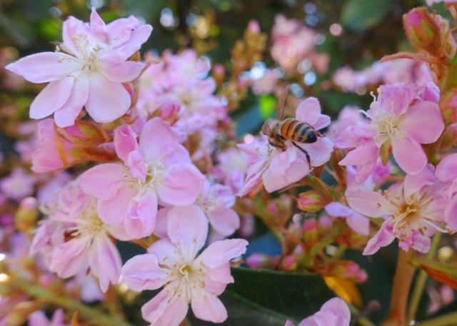 library, book, blossoms, bees
