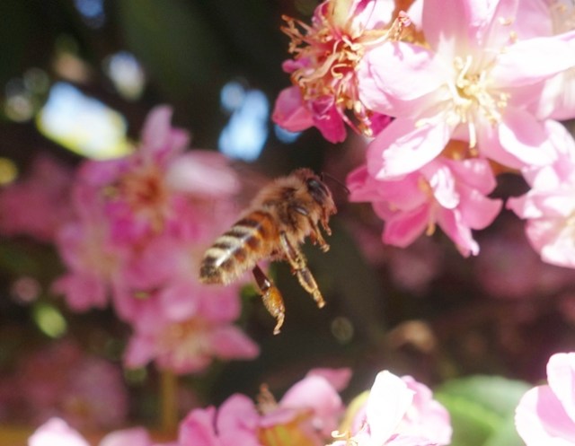 bees, library, bumblebee, honey bee, nature
