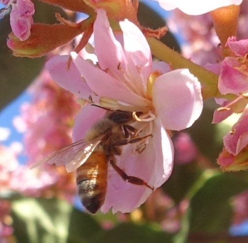 bees, library, bumble bee, honey bee, nature