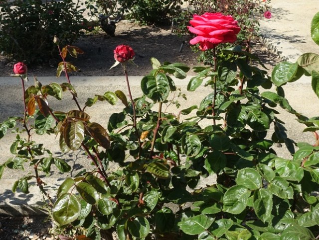 bees, library, bumblebee, honey bee, nature