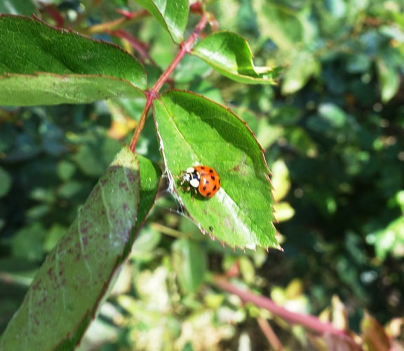 aphids, roses, lady bugs, cycle of life, roses