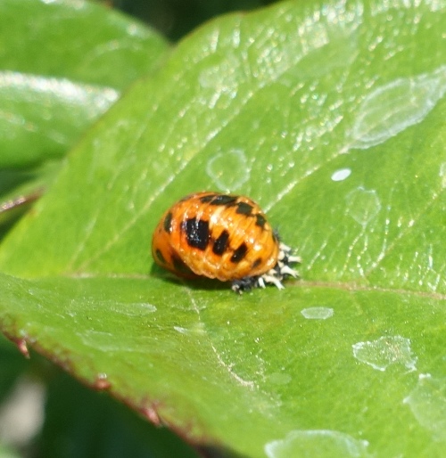aphids, roses, lady bugs, cycle of life, roses
