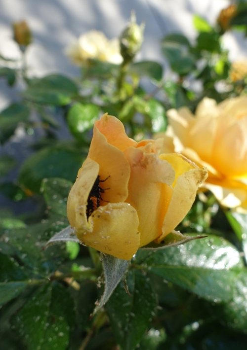 aphids, roses, lady bugs, cycle of life, roses