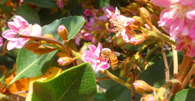 library, spring, bee and blossom