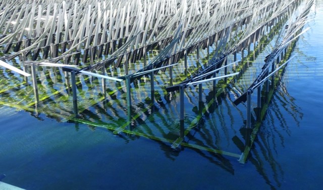 Ned Kahn, art, sensor, wind, environment