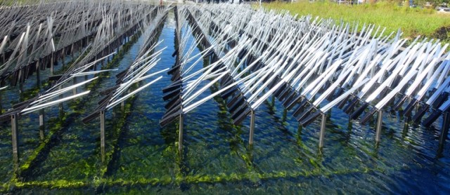 Ned Kahn, art, sensor, wind, environment