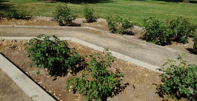 community rose gard, tracy, california, roses, garden work