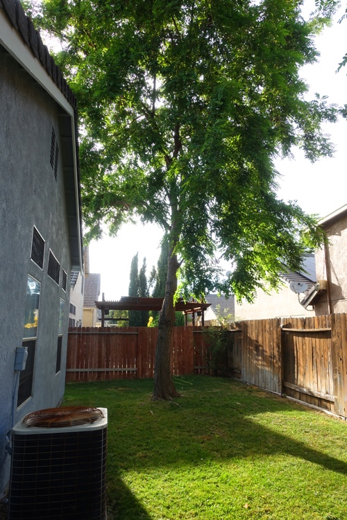 backyard, yard work, mowing, evening