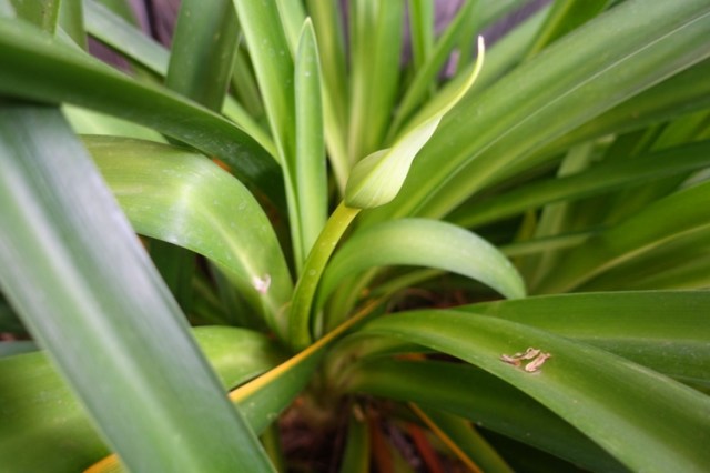agapanthus, scape, back yard, yard work
